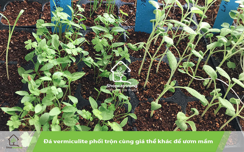 Đá Vermiculite giúp ươm mầm hạt giống