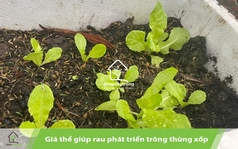 giá thể giúp rau phát triển trong thùng xốp