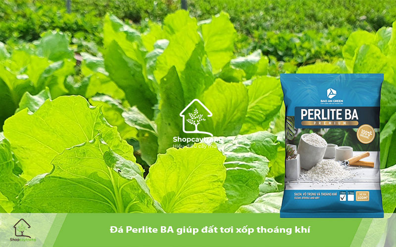 Perlite BA được sử dụng làm giá thể trồng rau