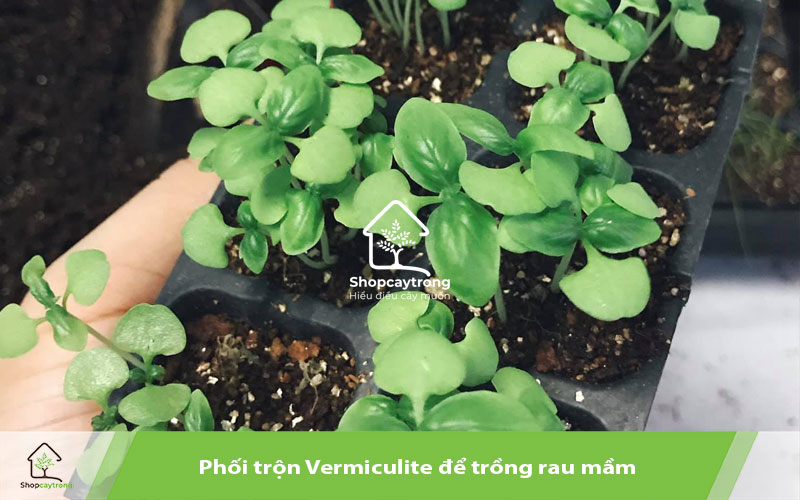 Ươm mầm rau bằng đá Vermiculite