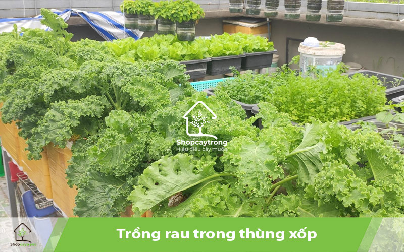 Giá thể tốt giúp rau phát triển khi trồng trong thùng xốp