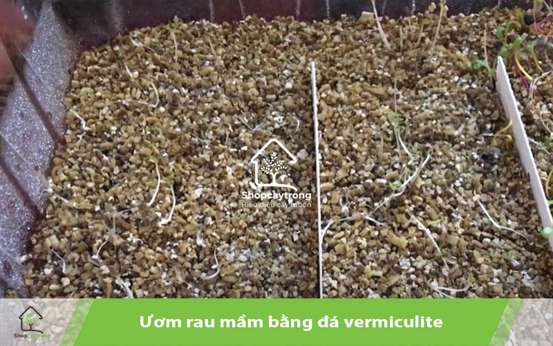 ươm rau mầm bằng đá vermiculite