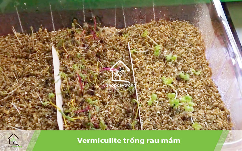 Vermiculite phù hợp trồng rau mầm