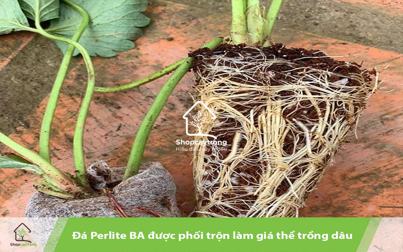 Trồng dâu tây với Perlite BA