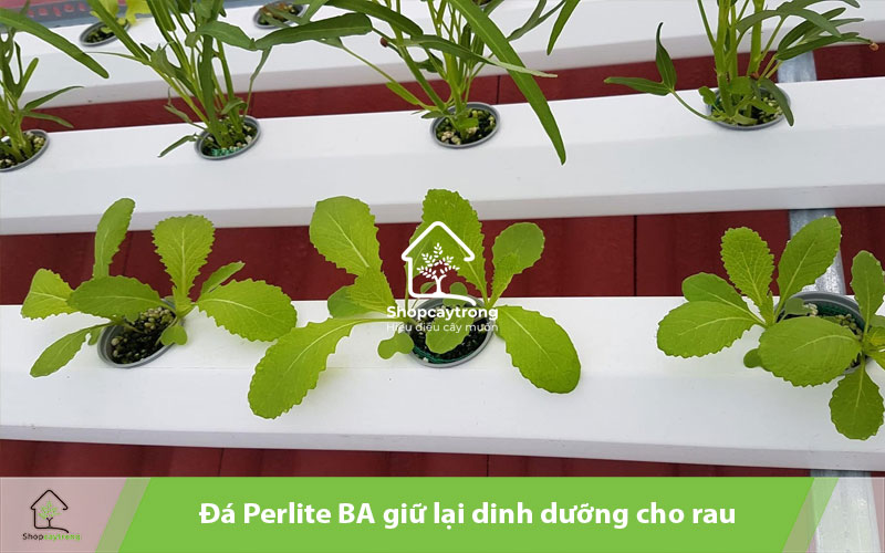 Perlite BA được sử dụng làm giá thể thủy canh 