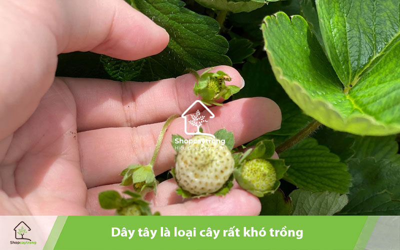 Giá thể trồng dâu tây cần giữ ẩm tốt