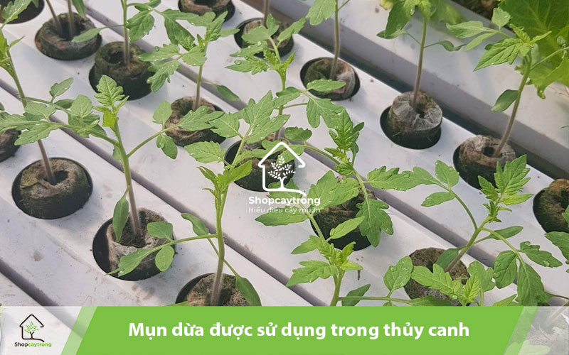 Mụn dừa có khả năng giữ ẩm cực tốt