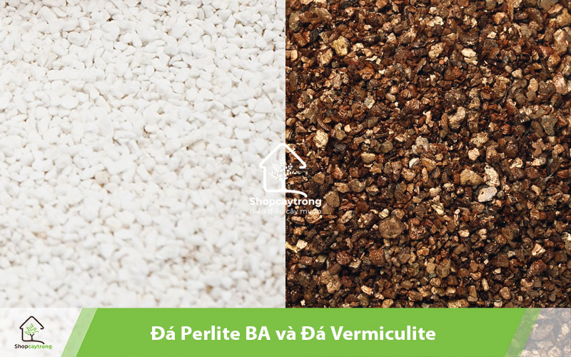 Sự khác biệt giữa đá Perlite và Vermiculite