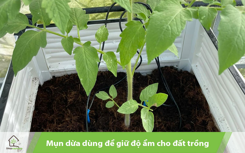 Mụn dừa phối trộn giá thể trồng cây