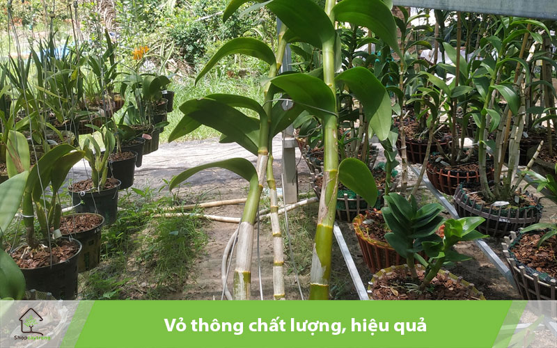 Vỏ thông chất lượng hiểu quả