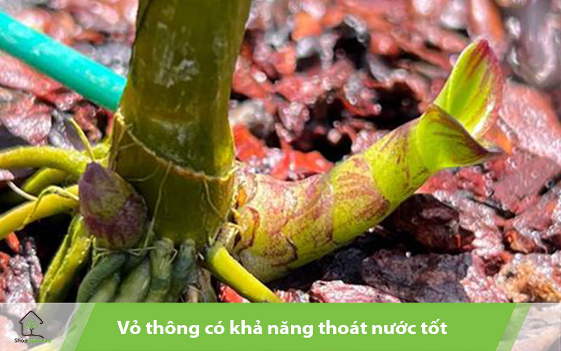 Vỏ thông có khả năng thoát nước tốt