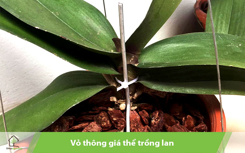Vỏ thông giá thể trồng lan