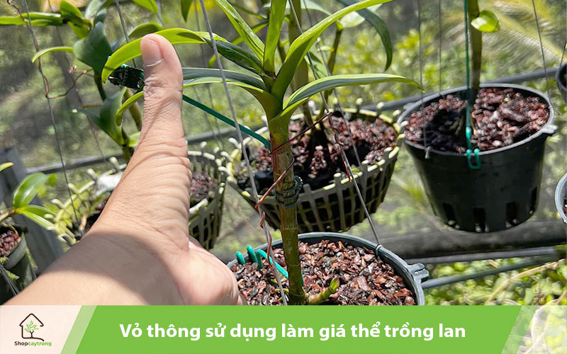 Vỏ thông được sử dụng làm giá thể trồng lan.