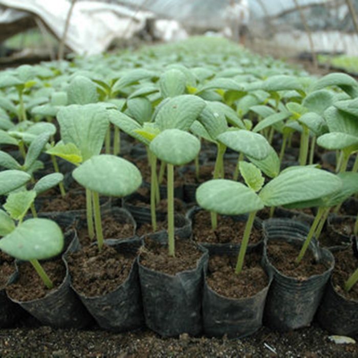 Vermiculite phối trộn trồng rau