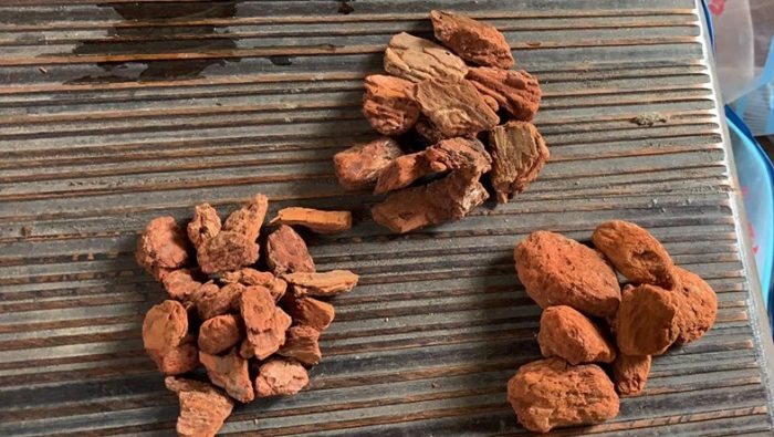Sử dụng vỏ thông trực tiếp làm giá thể trồng Lan