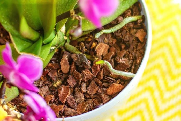 vỏ thông habitat nhập khẩu là giá thể trồng lan tuyệt vời