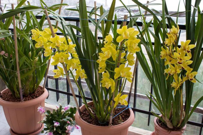 Giá thể tốt sẽ giúp trồng địa lan Sato thuận lợi hơn