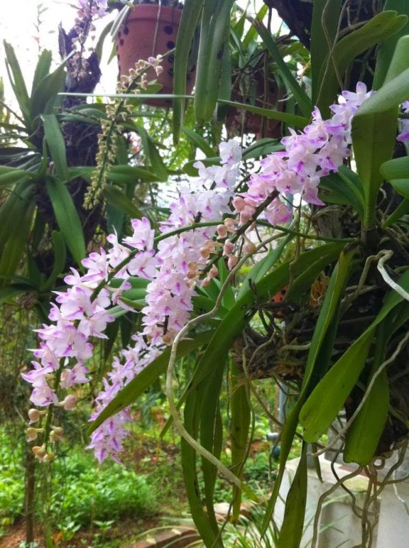 Lan cáo nở hoa thành từng chùm dài