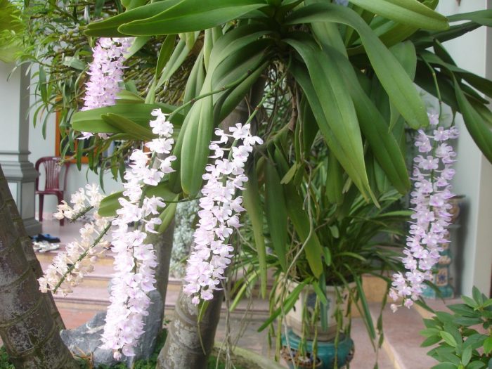 Giá thể trồng lan cáo rất quan trọng