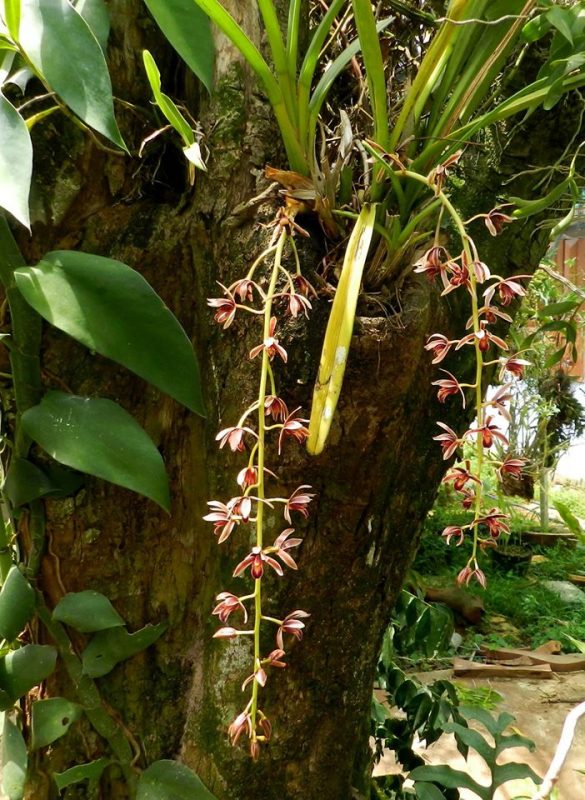 Hoa của Lan kiếm Tiên vũ