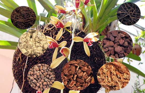 Dùng vỏ thông để trồng Lan hiệu quả