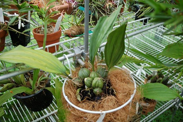 Dùng dớn làm giá thể trồng Lan