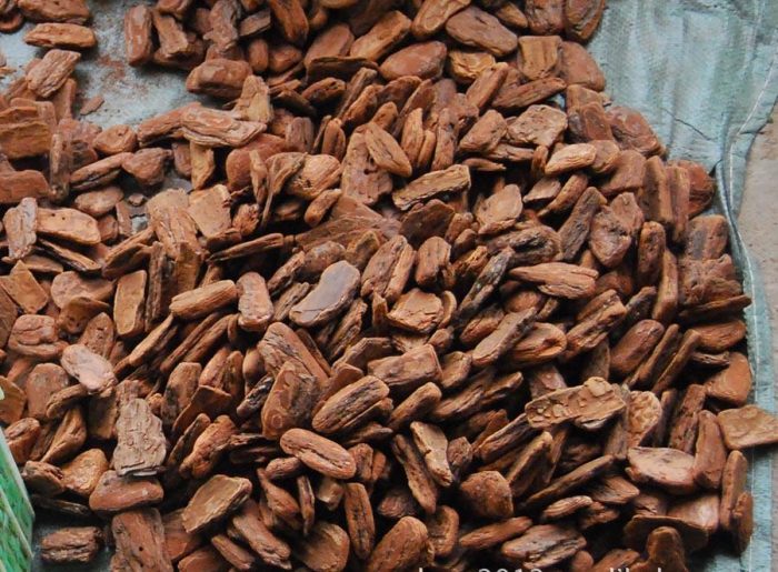 lợi ích của vỏ thông vô cùng đa dạng