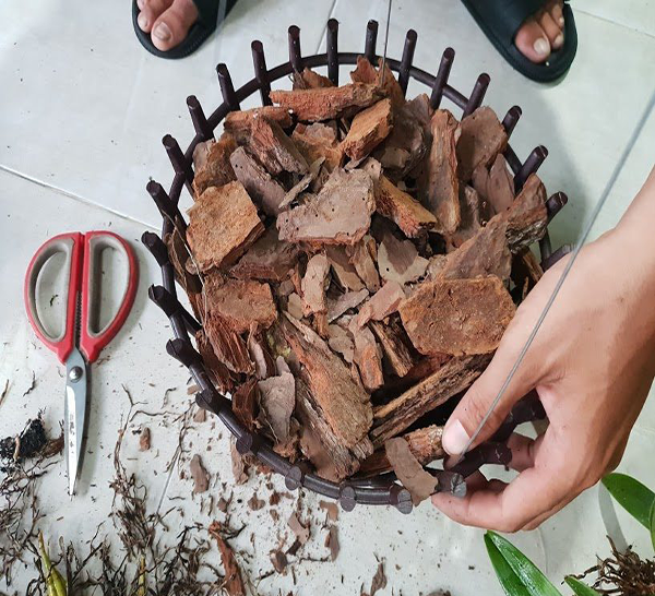 giá thể trồng lan tốt là một giá thể tạo cho lan môi trường sống tốt