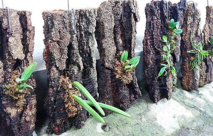 Vỏ thông Habitat được dùng làm giá thể trồng Lan