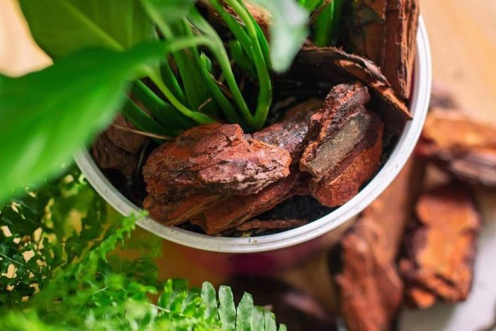 Vỏ thông Habitat sạch không nấm bệnh