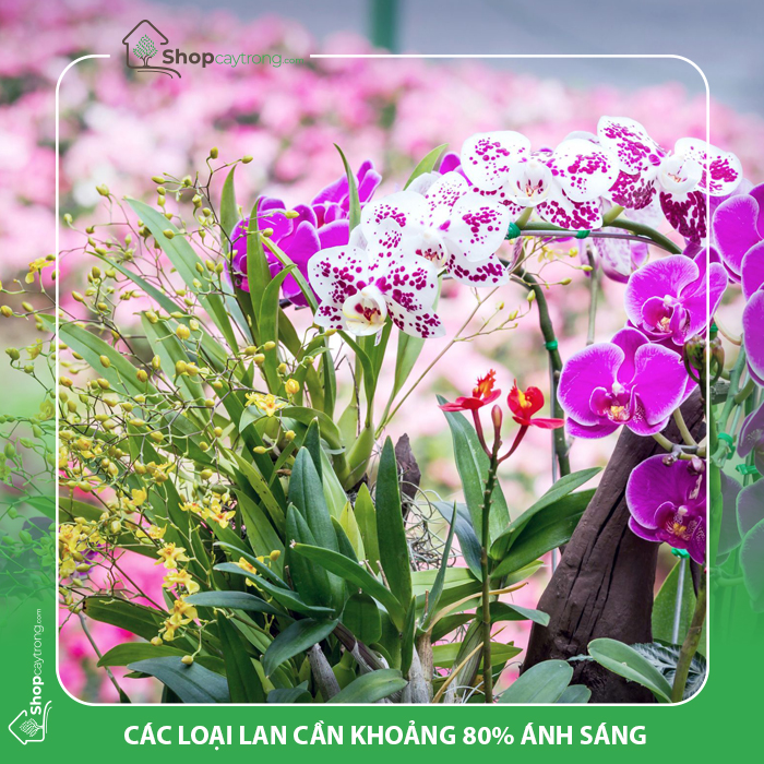 Lan cần khoảng 80% ánh sáng