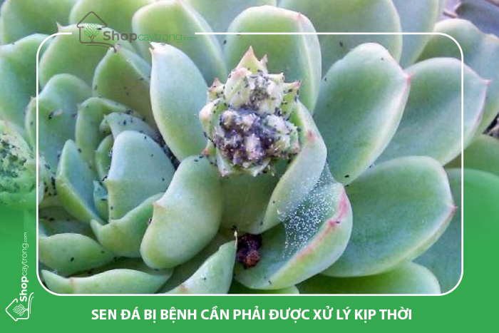 Nhận biết dấu hiệu sen đá bị bệnh kịp thời để khắc phục