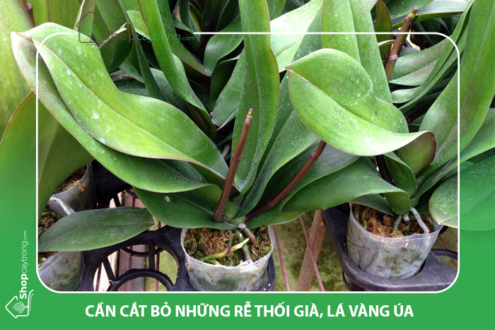 Loại bỏ những phần hư hại của cây Lan