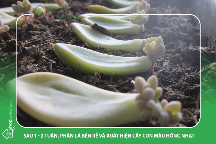 Lá sen đá bắt đầu bén rễ