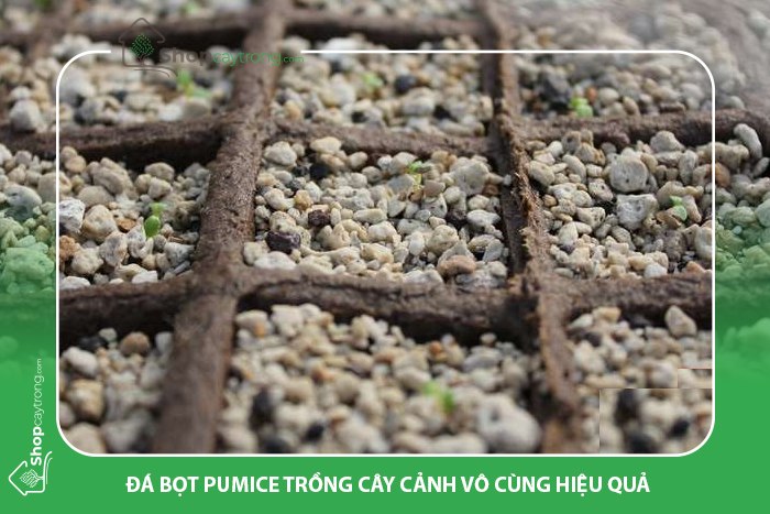 Sử dụng đá bọt Pumice để trồng cây cảnh