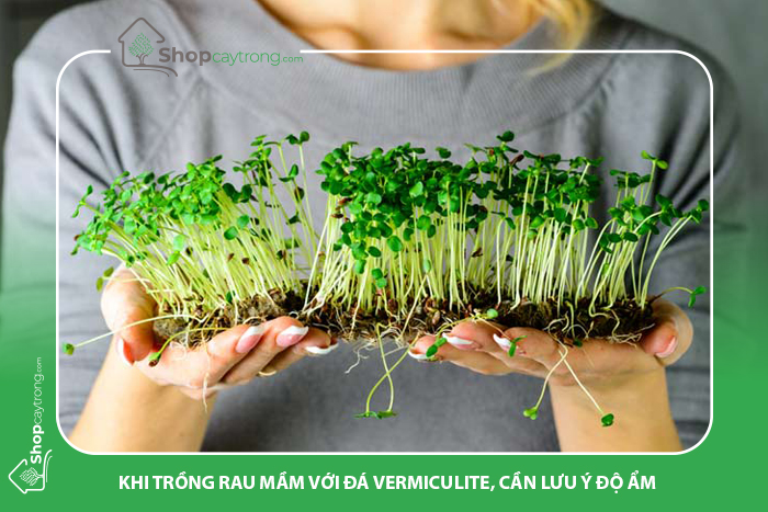 trồng rau mầm với đá vermiculite cần độ tơi xốp để rễ cây phát triển.