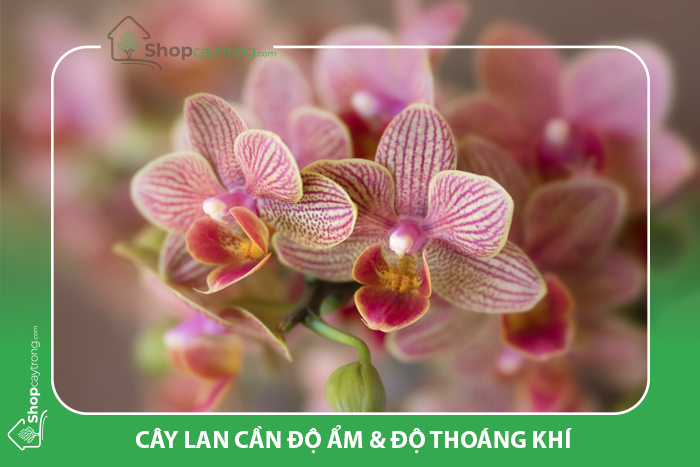 Giá thể trồng lan cần cung cấp độ ẩm và tạo độ thoáng khí cho cây