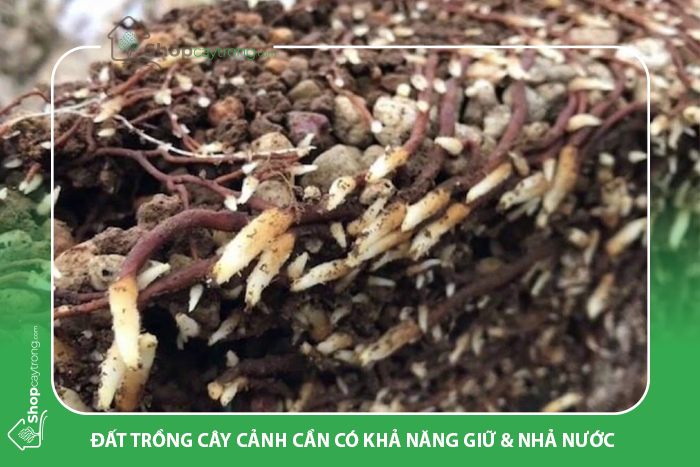 Đất trồng cây cảnh cần đảm bảo được độ ẩm