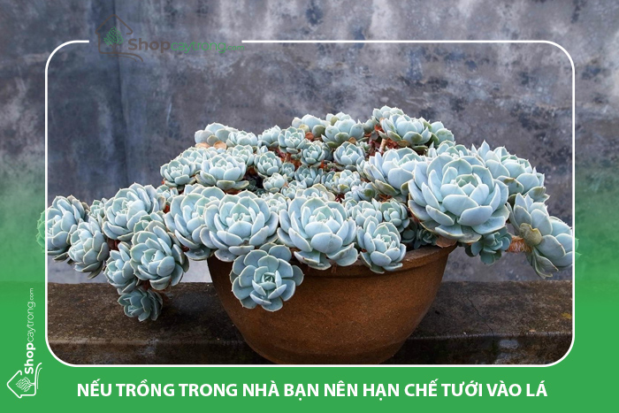 Hạn chế tưới vào lá nếu trồng trong nhà