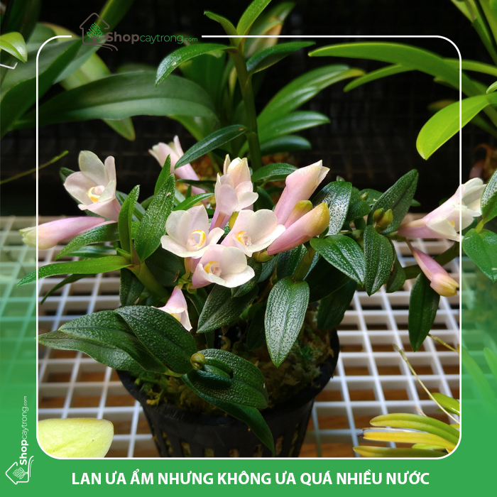 Giá thể trồng lan cần đáp ứng yêu cầu về độ ẩm cho cây