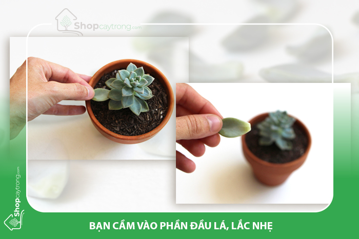 Tách nhẹ phần lá của sen đá khỏi thân