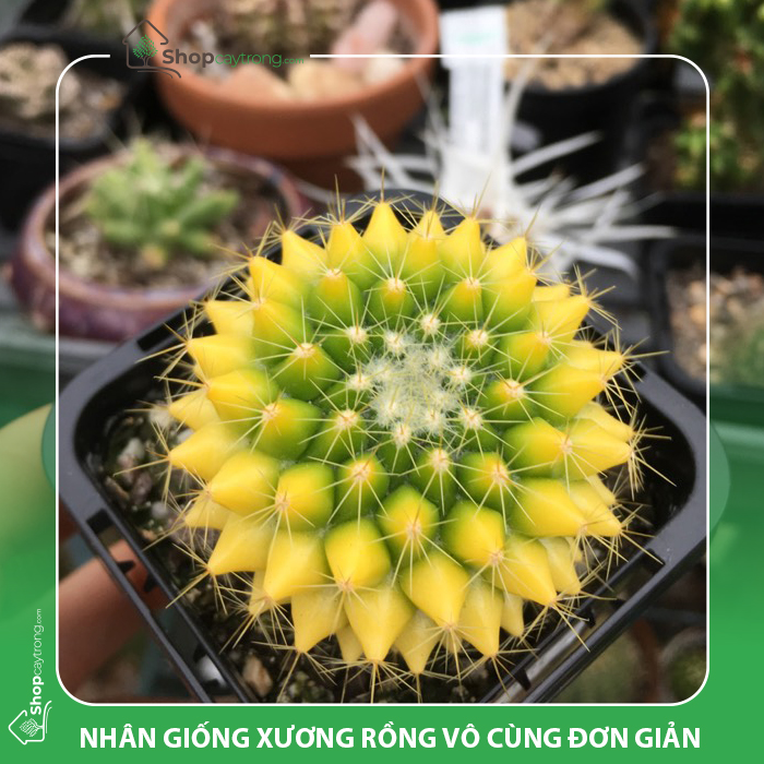 đá perlite trồng cây vô cùng hiệu quả