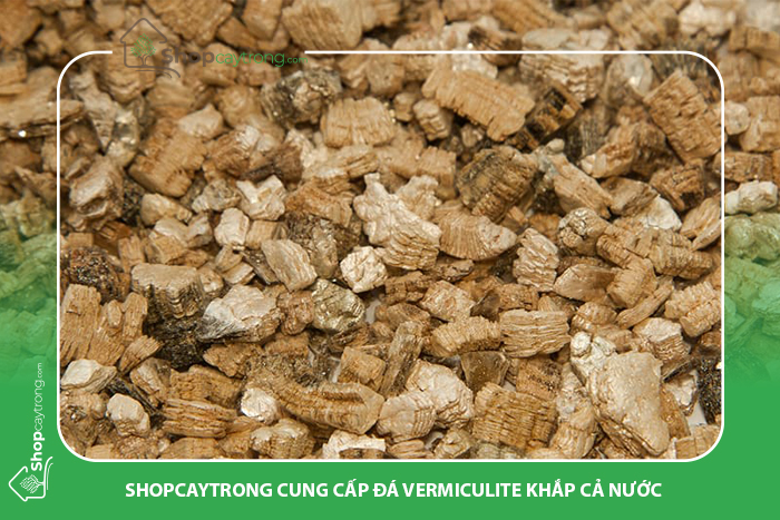 Shopcaytrong có bán lẻ và bán sỉ cho các vườn ươm.