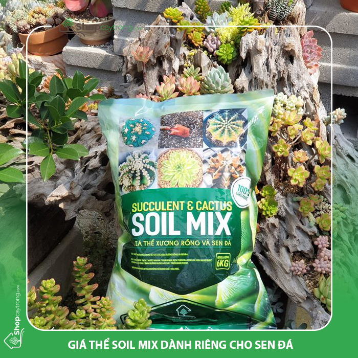 Sử dụng giá thể trộn sẵn Soil Mix BA dành cho sen đá