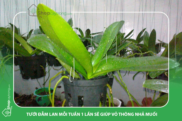 Nên tưới lan tuần 1 lần và thật đẫm nước 