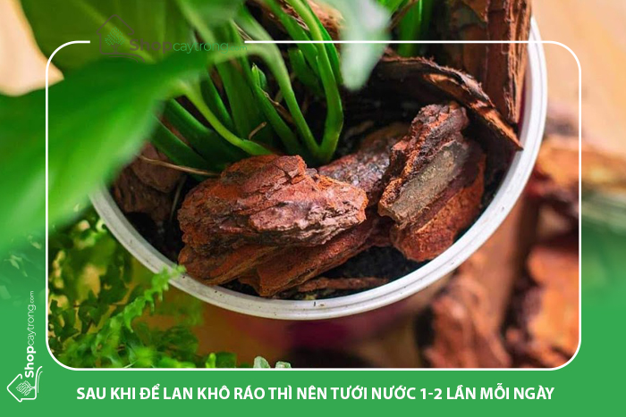 Sau khi để lan khô ráo thì nên tưới nước 1-2 lần mỗi ngày