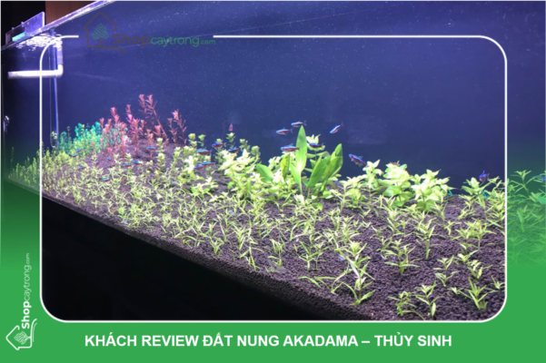 Khách review đất nung akadama - Thủy Sinh