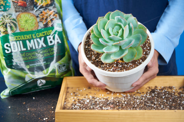 Soil Mix BA 6.5dm3 phù hợp trồng sen đá và xương rồng