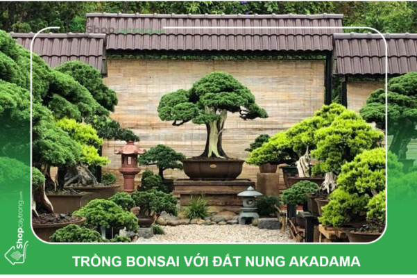 Trồng bonsai với đất nung Akadama