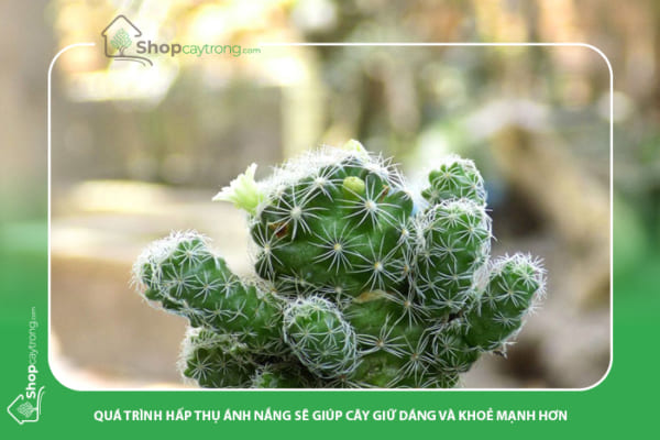 Ánh sáng” trồng Sen Đá, Xương Rồng